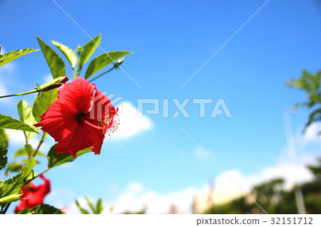 扶桑花 扶桑花 32151712