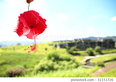 扶桑花 扶桑花 32151726