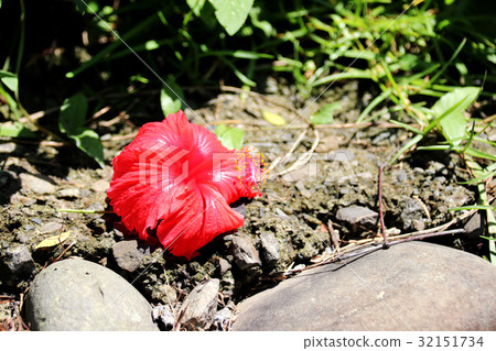 Hibiscus flower 32151734