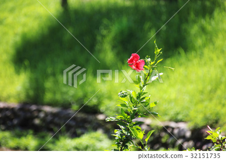 扶桑花 扶桑花 32151735