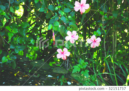 Hibiscus flower 32151737