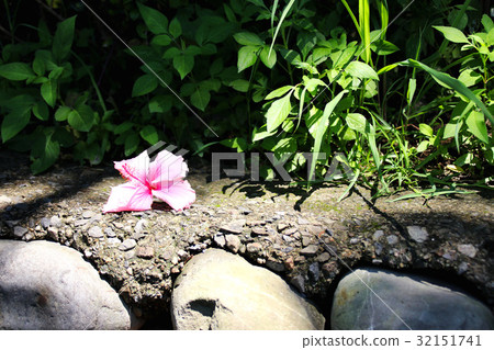 Hibiscus flower 32151741