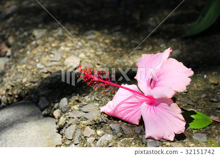 扶桑花 32151742