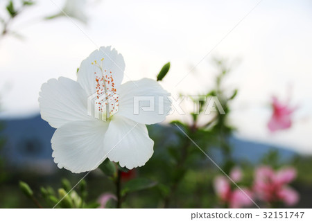 扶桑花 32151747