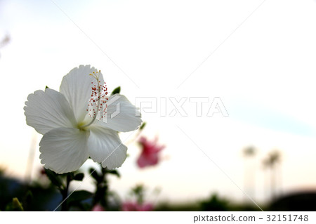 Hibiscus flower 32151748