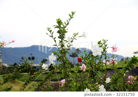 Hibiscus flower 32151750