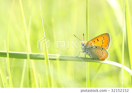 Butterfly on a spring meadow in the sunshine 32152152