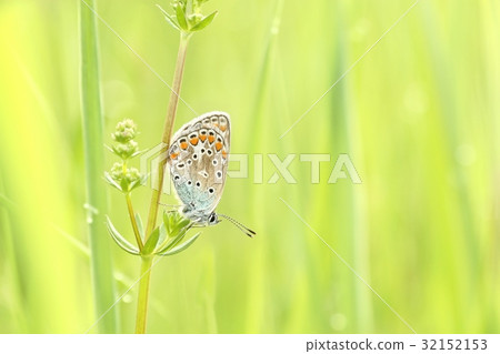Butterfly on a spring meadow in the sunshine 32152153