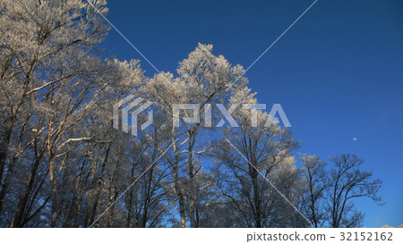 winter panoramic forest winter panoramic forest 32152162
