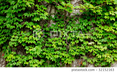 old ivy wall 32152163