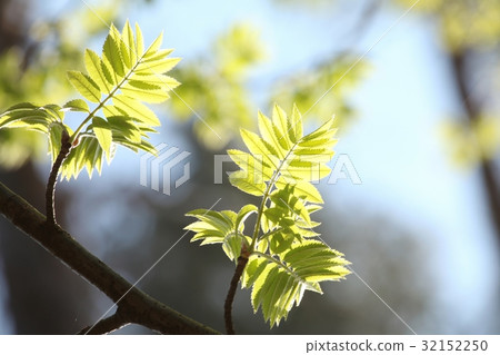 Spring rowan leaves against the sky Spring rowan leaves against the sky 32152250