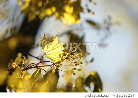 Spring maple leaf in the crown of the tree Spring maple leaf in the crown of the tree 32152257