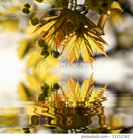 Spring maple leaf in the forest Spring maple leaf in the forest 32152362