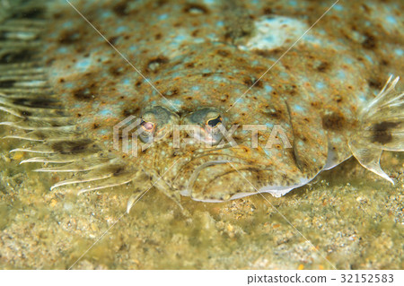 Face of Peacock sole fish  32152583