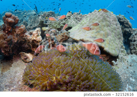School of pink anemonefish(Amphiprion perideraion) 32152616