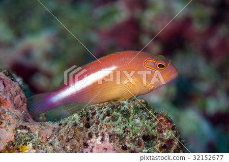 Arc-eye hawkfish (Paracirrhites arcatus)   32152677