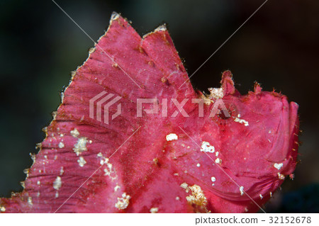 Face of The leaf scorpionfish or paperfish 32152678