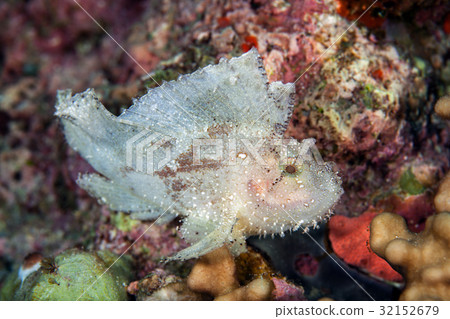 Face of The leaf scorpionfish or paperfish Face of The leaf scorpionfish or paperfish 32152679