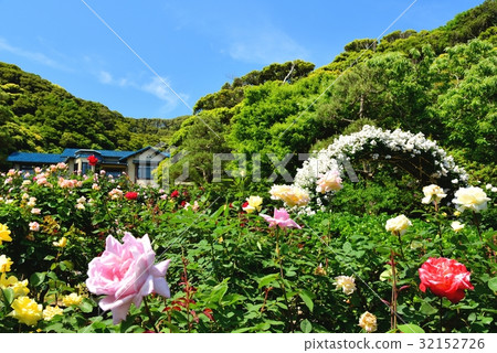 Rose garden Rose garden 32152726