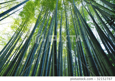Bamboo grove Bamboo grove 32152787