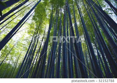 Bamboo grove Bamboo grove 32152788