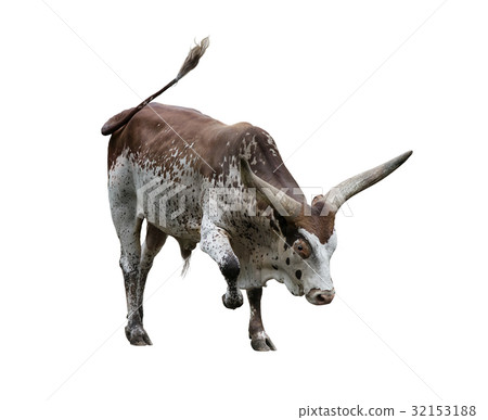 Brown and white longhorn steer Brown and white longhorn steer 32153188