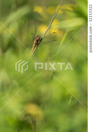 Beautiful scene with dragonfly Keeled skimmer Beautiful scene with dragonfly Keeled skimmer 32153322