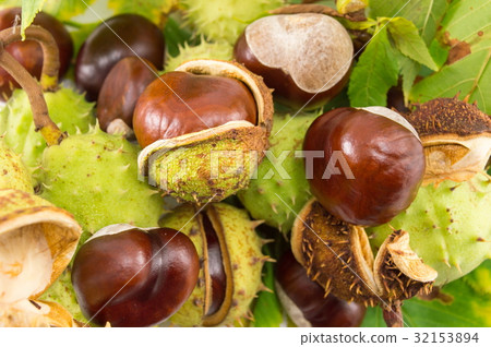 Wild chestnuts on a pile 32153894