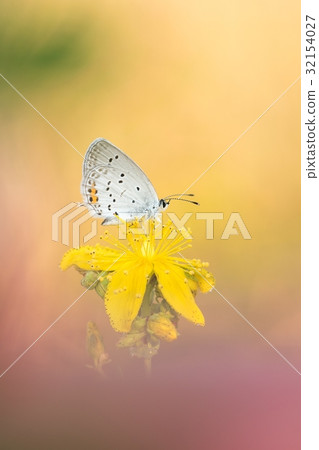 eautiful nature scene with butterfly eautiful nature scene with butterfly 32154027