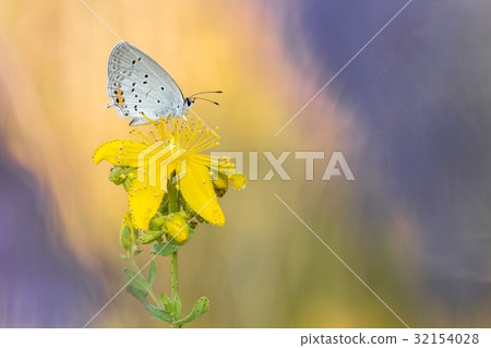 eautiful nature scene with butterfly eautiful nature scene with butterfly 32154028
