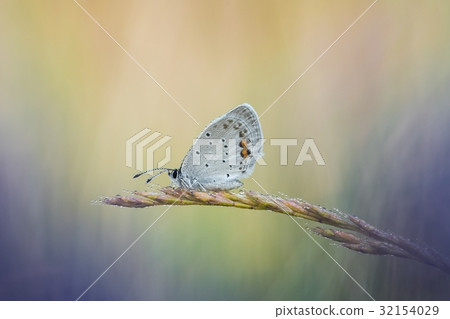eautiful nature scene with butterfly eautiful nature scene with butterfly 32154029