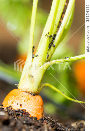 Carrots 32154153