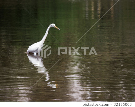 Great White Egret 32155003