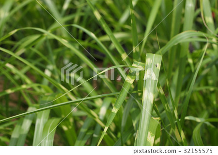 Ali and Takanoha leaves leaves 32155575