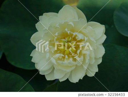 Lotus flower 04 Lotus flower 04 32156433