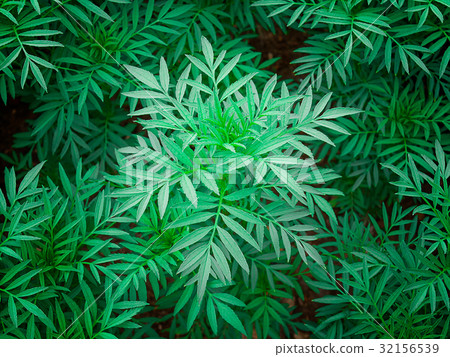 Green leaves background. Green leaves background. 32156539
