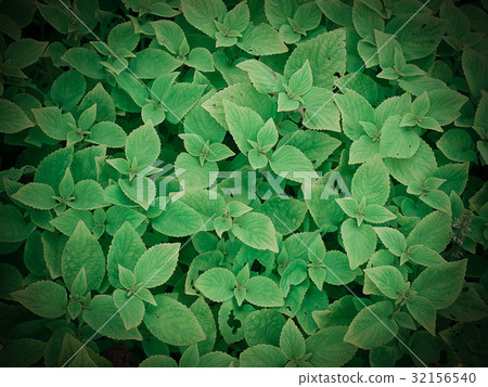 Green leaves background. Green leaves background. 32156540