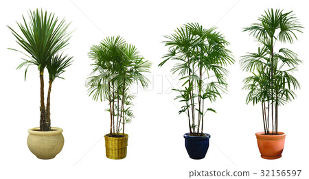 Ornamental tree set in a pot Ornamental tree set in a pot 32156597