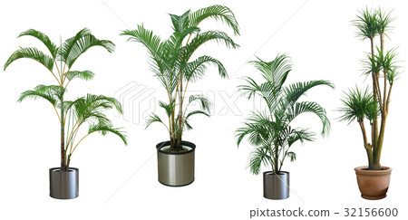 Ornamental tree set in a pot Ornamental tree set in a pot 32156600
