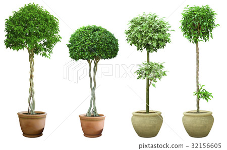 Ornamental tree set in a pot Ornamental tree set in a pot 32156605