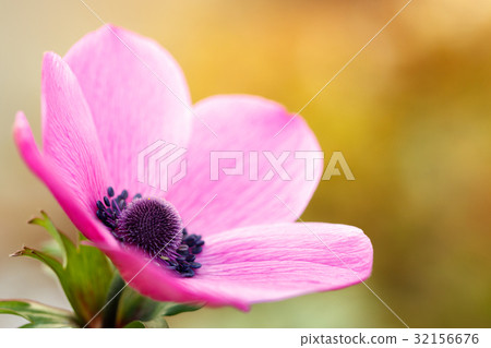銀蓮花屬的花 32156676