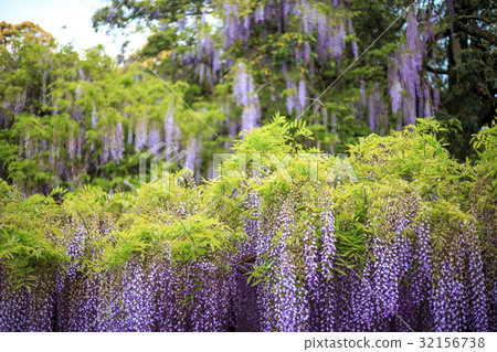  Wisteria flowers 32156738