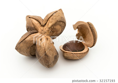 Sacha Inch Nuts: Sacha Inchi Nut Sacha Inch Nuts: Sacha Inchi Nut 32157193