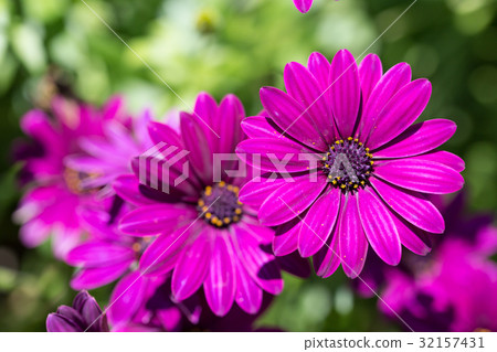 黛西的花 32157431