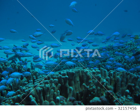 Tropical underwater image Tropical underwater image 32157456