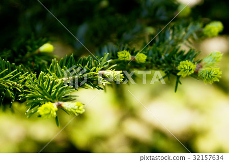 Fir tree bud Fir tree bud 32157634