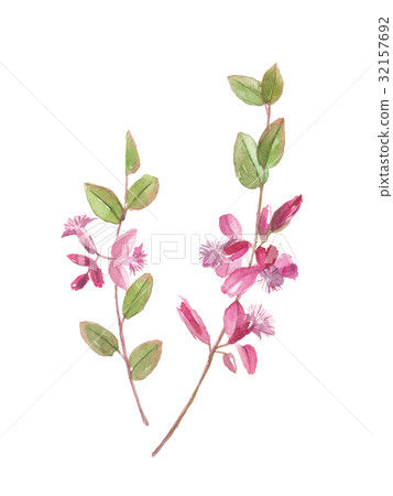 Himehagi Prima Hagi Himehagi Prima Hagi 32157692