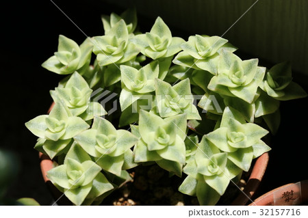 图库照片 南十字星座 眉条 肉质植物