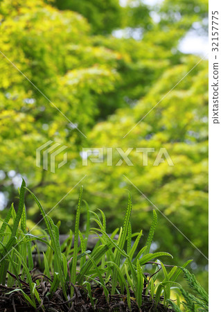 蕨和槭樹新綠色 32157775