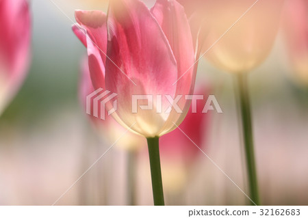 Chulip 239 Chulip 239 32162683